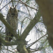 Hibou moyen-duc